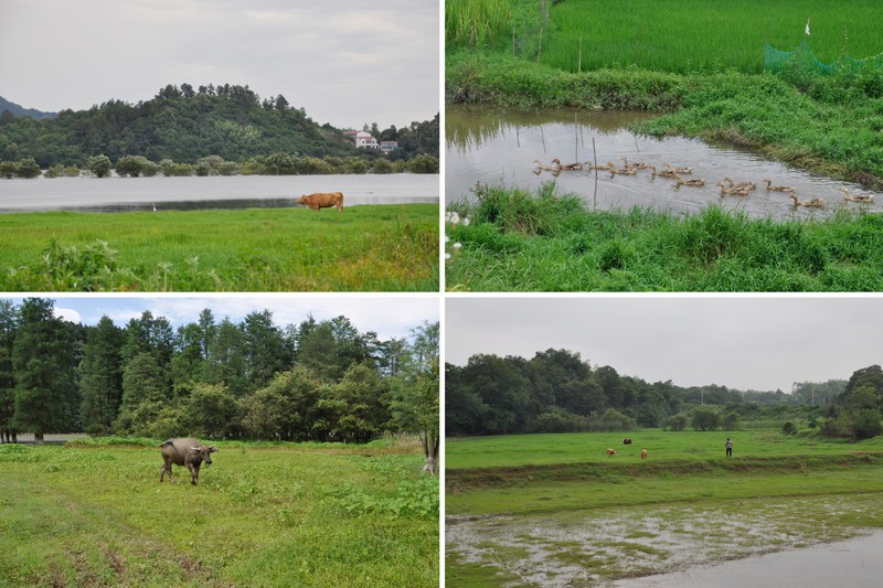 1.《夏至村外景正美（组）》朱育菡.jpg